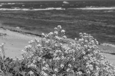 Fransız Normandiya ceketinde.