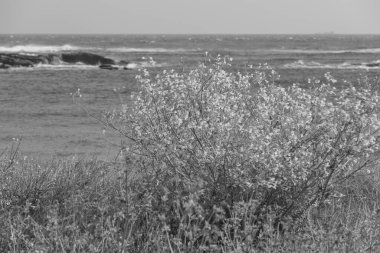 Fransız Normandiya ceketinde.