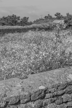 Fransız Normandiya ceketinde.