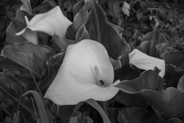 Garonne nehrindeki Bordeaux şehrinde.