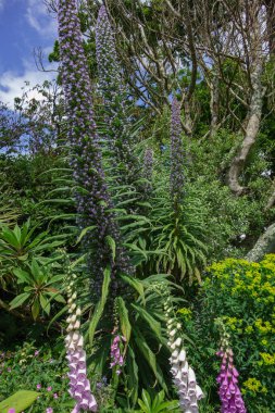 Falmouth ve St. Mawes Cornawall 'da