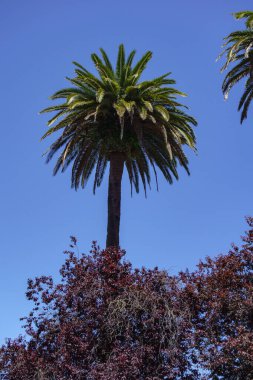 İspanya 'daki Gijon şehri.