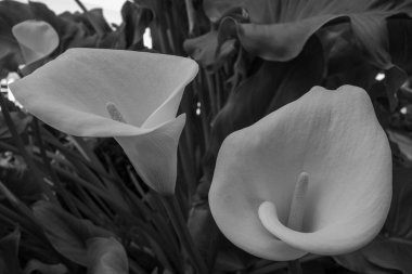 İngiltere 'deki Portland Adası.