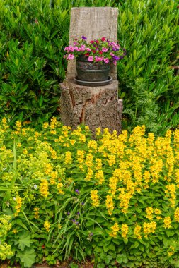 Westphalia 'da bir bahçede yaz çiçekleri