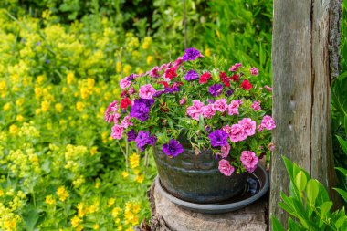 Westphalia 'da bir bahçede yaz çiçekleri