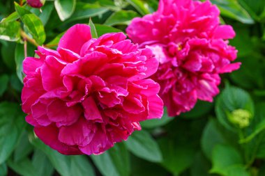 Westphalia 'da bir bahçede yaz çiçekleri