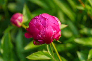 Westphalia 'da bir bahçede yaz çiçekleri