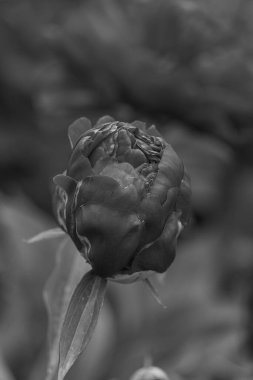 Westphalia 'da bir bahçede yaz çiçekleri