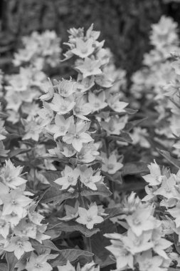 Westphalia 'da bir bahçede yaz çiçekleri