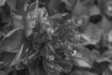 Alman Muensterland 'inde yaz mevsimi