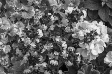 Alman Muensterland 'inde yaz mevsimi