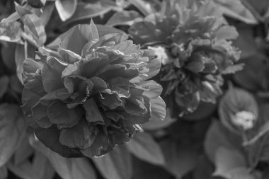 Alman Muensterland 'inde yaz mevsimi