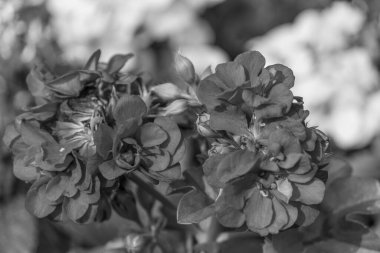 Alman Muensterland 'inde yaz mevsimi