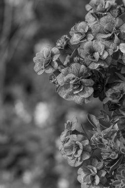 Alman Muensterland 'inde yaz mevsimi