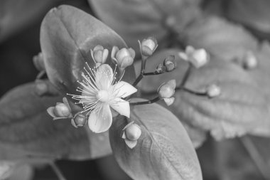 Alman Muensterland 'inde yaz mevsimi