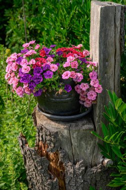 Alman Muensterland 'inde yaz mevsimi