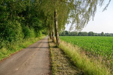 Alman Muensterland 'inde yaz mevsimi