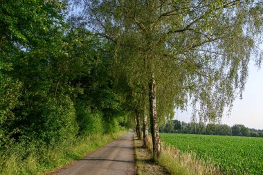 Alman Muensterland 'inde yaz mevsimi