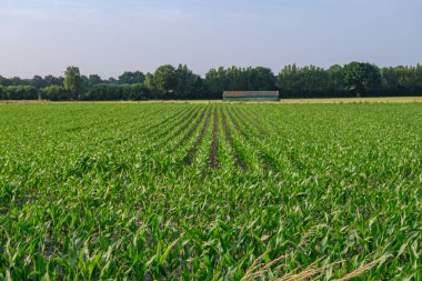 Alman Muensterland 'inde yaz mevsimi