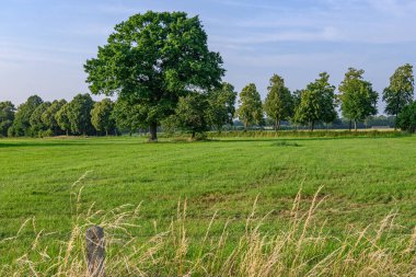 Alman Muensterland 'inde yaz mevsimi