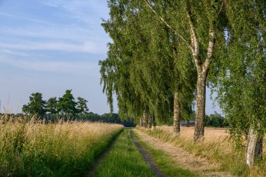 Alman Muensterland 'inde yaz mevsimi