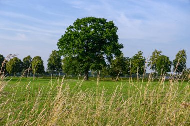 Alman Muensterland 'inde yaz mevsimi