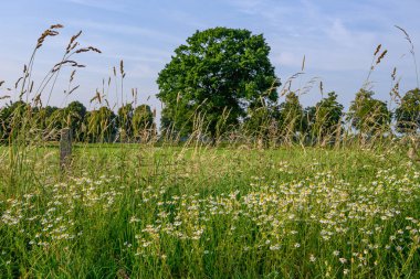 Alman Muensterland 'inde yaz mevsimi