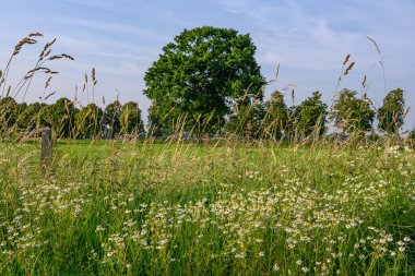 Alman Muensterland 'inde yaz mevsimi