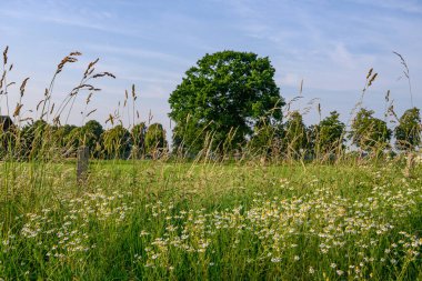 Alman Muensterland 'inde yaz mevsimi