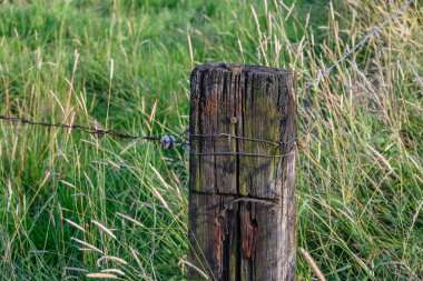 Alman Muensterland 'inde yaz mevsimi