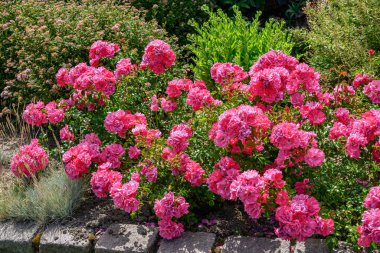 Alman Muensterland 'inde yaz mevsimi