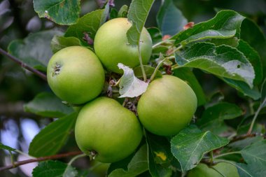 Alman Muensterland 'inde yaz mevsimi