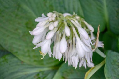 Alman Muensterland 'inde yaz mevsimi