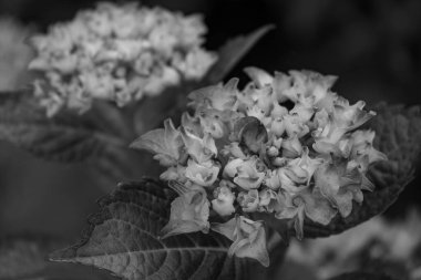 Alman Muensterland 'inde yaz mevsimi