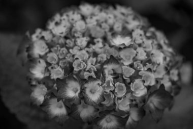 Alman Muensterland 'inde yaz mevsimi