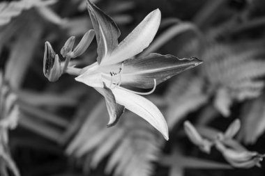 Alman muensterland yaz aylarında