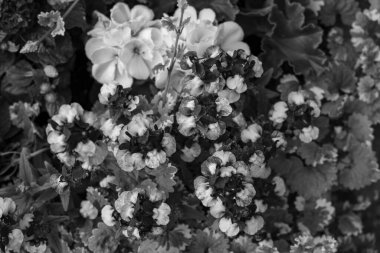 Alman muensterland yaz aylarında