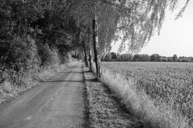 Alman muensterland yaz aylarında