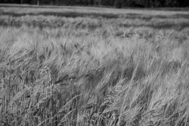 Alman muensterland yaz aylarında