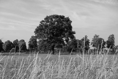 Alman muensterland yaz aylarında