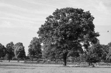 Alman muensterland yaz aylarında