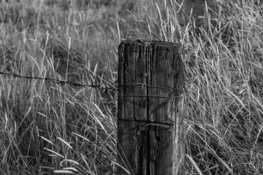 Alman muensterland yaz aylarında