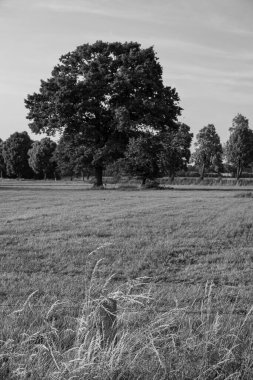 Alman muensterland yaz aylarında