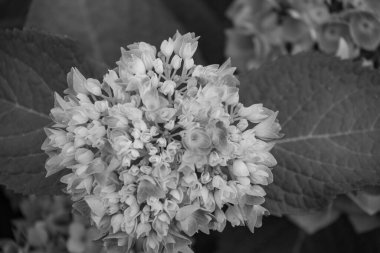 Alman muensterland yaz aylarında