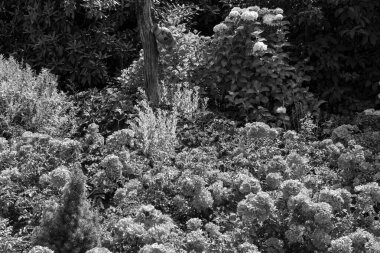 Alman muensterland yaz aylarında