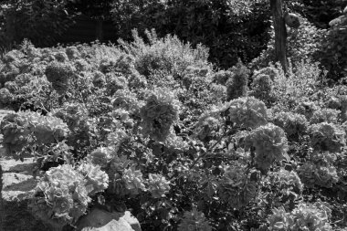 Alman muensterland yaz aylarında