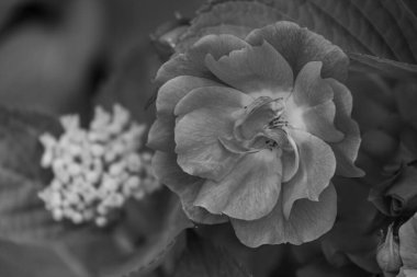 Alman muensterland yaz aylarında