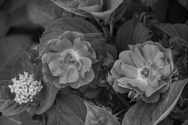 Alman muensterland yaz aylarında