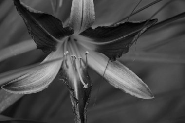 Alman muensterland yaz aylarında