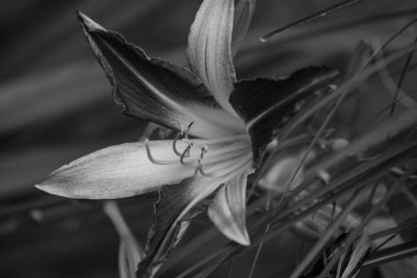 Alman muensterland yaz aylarında